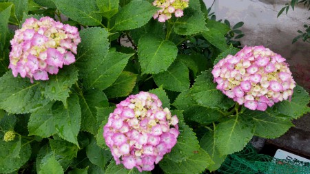 20160605_095229