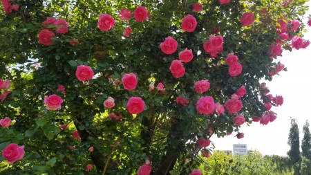 20180506_112739