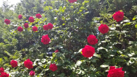 20180506_113055