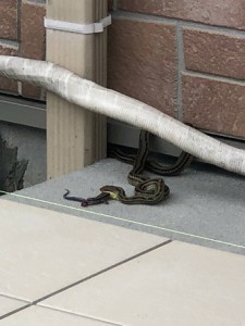 IMG_0373