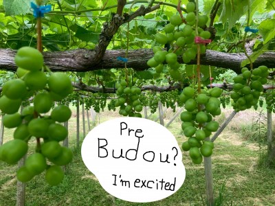 budou