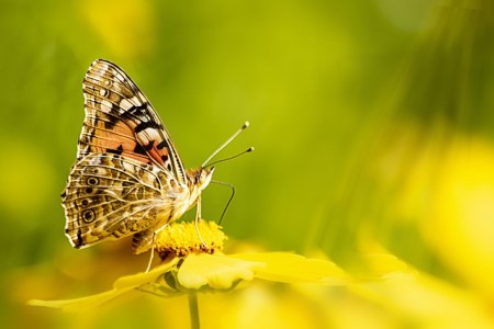 butterfly-5301066_640