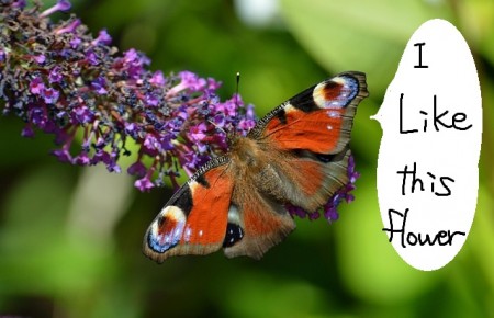butterfly-8899253_640