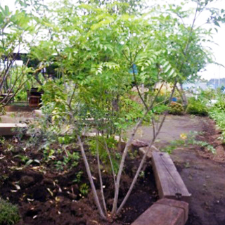 おすすめの庭木 お庭の豆知識 新建エクスプランニング